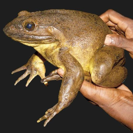 Goliath Frog 👑