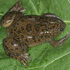 African Clawed Frog 🦶